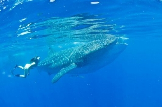 Snorkel con el tiburón ballena